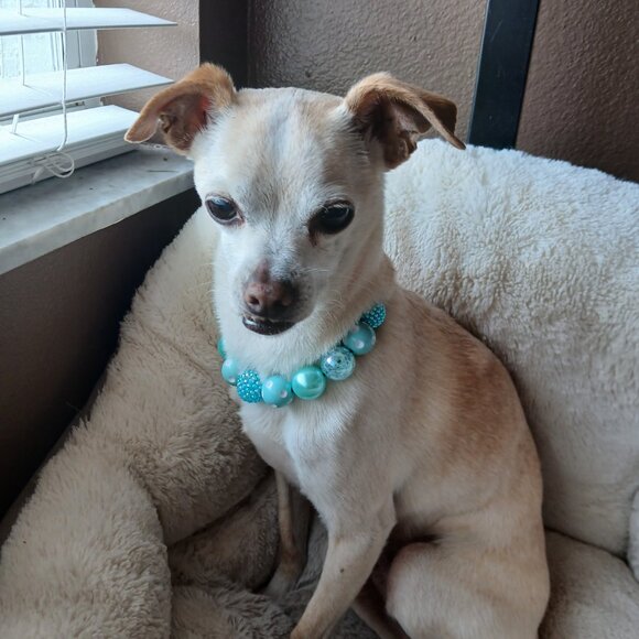 Handmade Glam it up Beaded Dog Collar Necklace Jewelry Durable Acrylic 10.5" SM - Picture 3 of 3